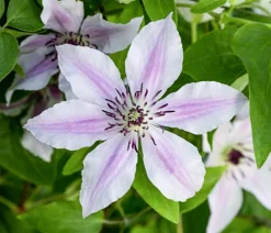Guernsey Waldrebe - Clematis 'Ithemba'