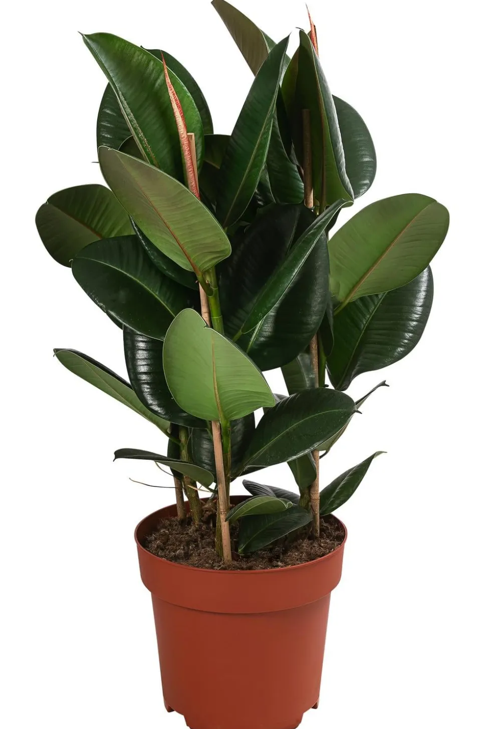 Gummibaum - Ficus elastica 'Robusta'