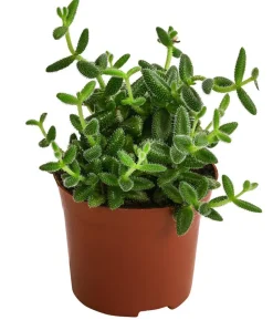 Gurkenpflanze - Delosperma echinatum