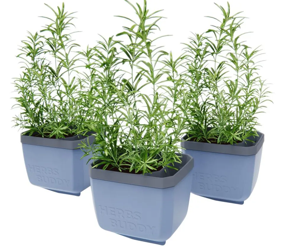 Gusta Garden Kräutertopf Herbs Buddy, ca. B16/H14/T14 cm, 3er-Set
