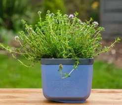 Gusta Garden Kräutertopf Herbs Buddy, ca. B16/H14/T14 cm, 3er-Set