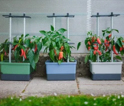 Gusta Garden Chili-Pflanztopf Charly Chili, ca. B35/H69/T28 cm