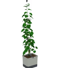 Gusta Garden Gurken-Topf Curt Cucumber, ca. B35/H138/T28 cm