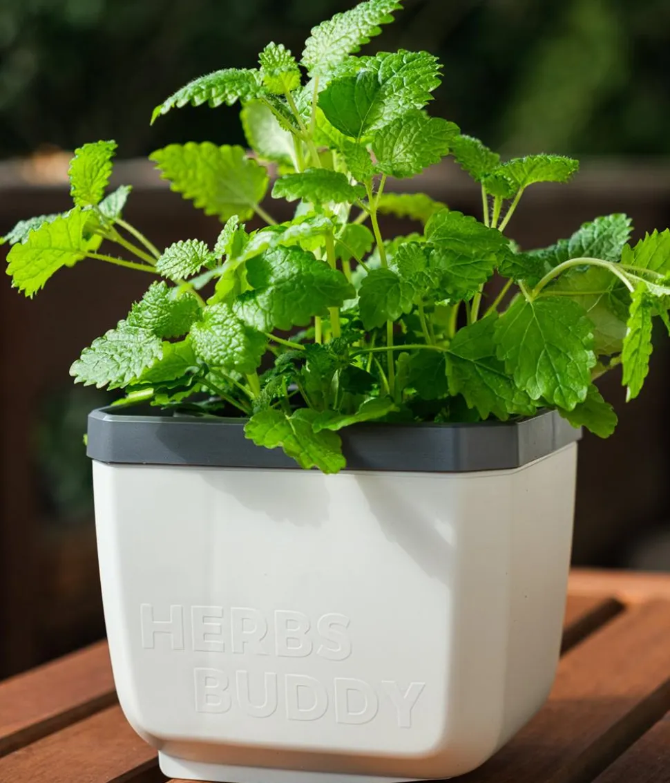 Gusta Garden Kräutertopf Herbs Buddy, ca. B16/H14/T14 cm, 3er-Set