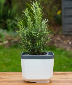 Gusta Garden Kräutertopf Herbs Buddy, ca. B16/H14/T14 cm, 3er-Set