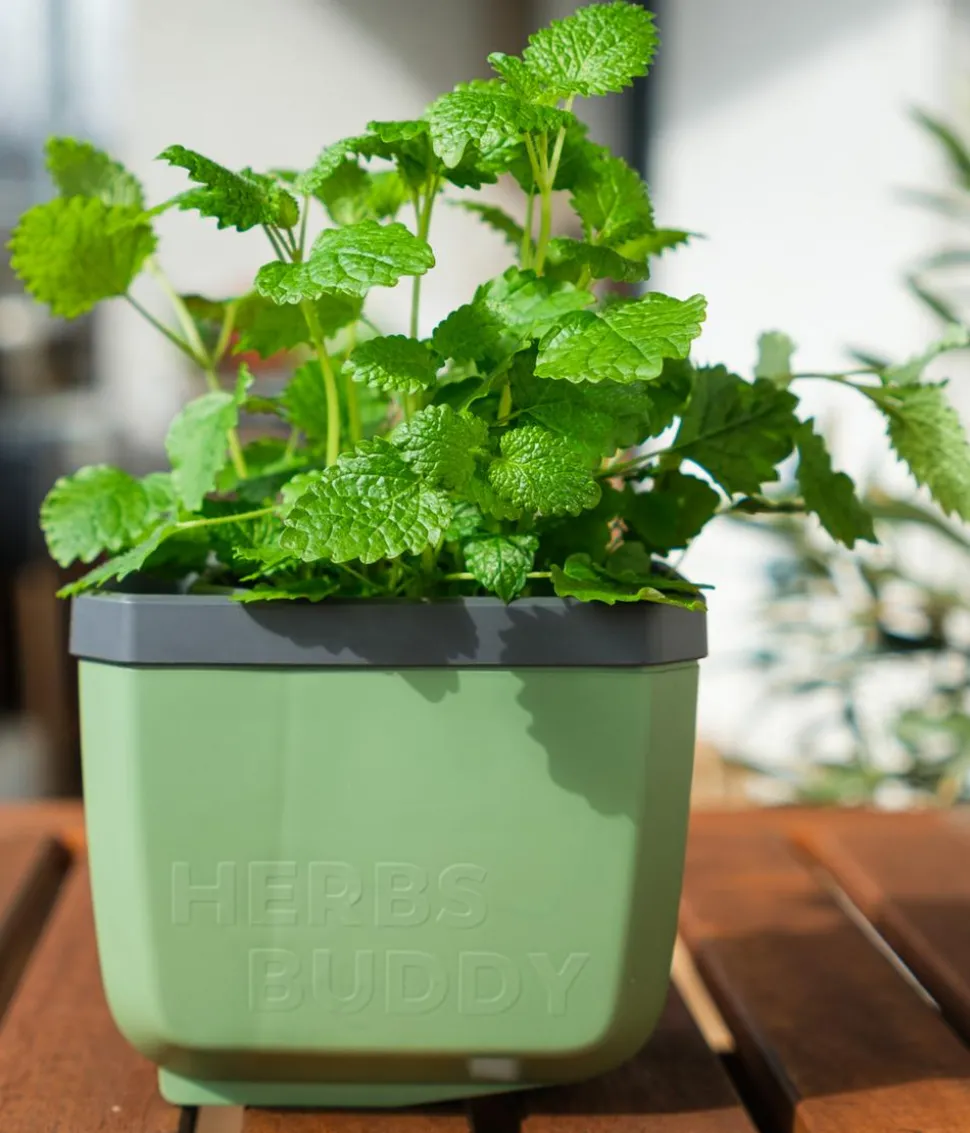 Gusta Garden Kräutertopf Herbs Buddy, ca. B16/H14/T14 cm, 3er-Set