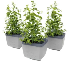 Gusta Garden Kräutertopf Herbs Buddy, ca. B16/H14/T14 cm, 3er-Set