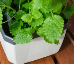 Gusta Garden Kräutertopf Herbs Buddy, ca. B16/H14/T14 cm, 3er-Set