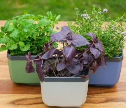Gusta Garden Kräutertöpfe Herbs Buddy, ca. B19/H14,3/T13,6 cm, 3er-Set