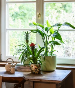 Guzmanie - Guzmania cultivars 'Deseo'