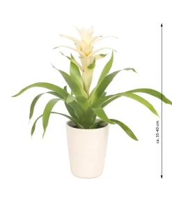 Guzmanie - Guzmania 'Deseo White', in Keramik