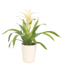 Guzmanie - Guzmania 'Deseo White', in Keramik
