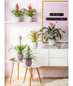 Guzmanie - Guzmania 'Candy'