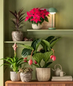 Guzmanie - Guzmania cultivars 'Deseo'