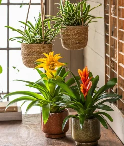 Guzmanie - Guzmania cultivars 'Deseo'
