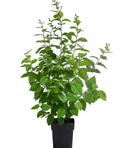 Hainbuche