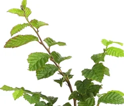 Hainbuche