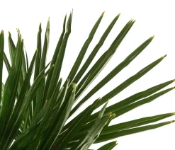 Hanfpalme