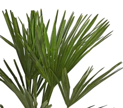 Hanfpalme