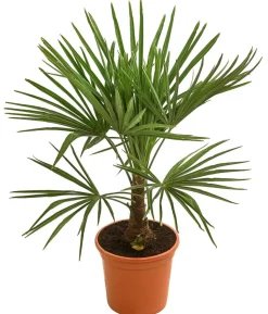 Hanfpalme