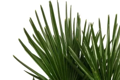 Hanfpalme, Multistamm