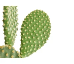 Hasenohr-Kaktus - Opuntia microdasys, verschiedene Sorten