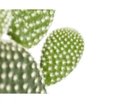 Hasenohr-Kaktus - Opuntia microdasys, verschiedene Sorten