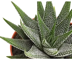 Haworthie - Haworthia concolor