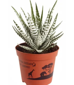 Haworthie - Haworthia fasciata 'Alba'