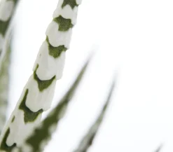 Haworthie - Haworthia fasciata 'Alba'