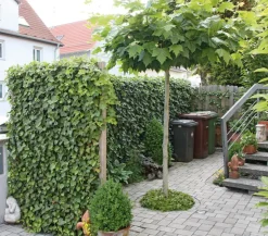 Hecke am laufenden Meter® 'Woerneri' - Efeu, ca. 180 cm