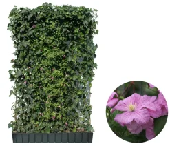 Hecke am laufenden Meter® Color - Efeu mit Clematis, ca. 180 cm