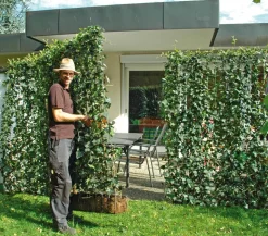 Hecke am laufenden Meter® 'Woerneri' - Efeu, ca. 200 cm