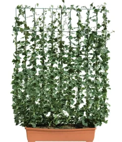 Hecke am laufenden Meter® Balkonhecke - Efeu, ca. 130 cm