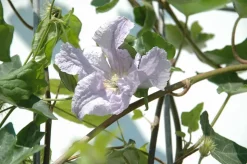 Hecke am laufenden Meter® Color - Efeu mit Clematis, ca. 180 cm