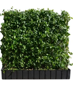 Hecke am laufenden Meter® Kletternder Spindelstrauch 'Coloratus', ca. 100 cm
