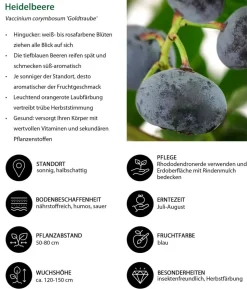 Heidelbeer-Set Blaubeer-Liebe, 4-teilig