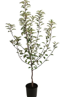 Herbstapfel 'Braeburn'