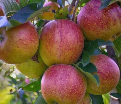 Herbstapfel 'Braeburn'