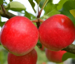 Herbstapfel 'Rubinola'
