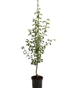 Herbstbirne 'Vereinsdechant'
