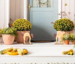 Herbst-Chrysantheme