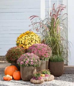 Herbst-Chrysantheme