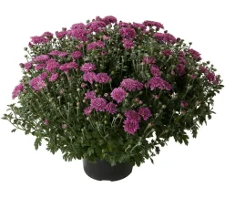 Herbst-Chrysantheme