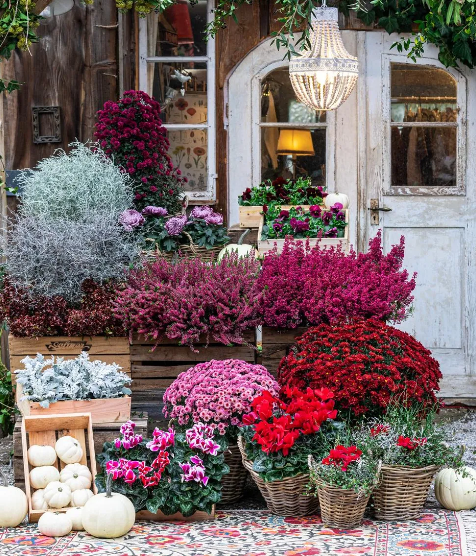 Herbst-Chrysantheme