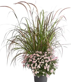 Herbst-Chrysantheme mit Gras, verschiedene Farben