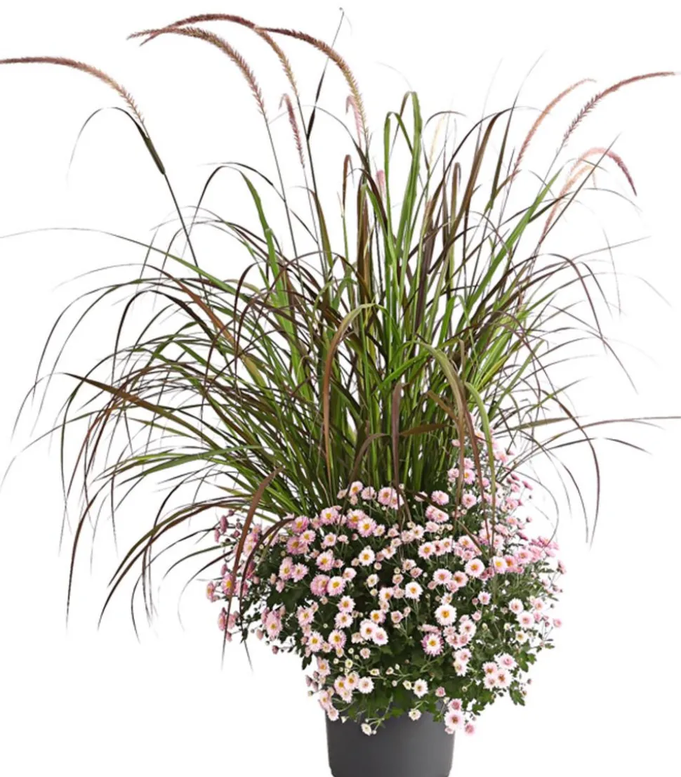Herbst-Chrysantheme mit Gras, verschiedene Farben
