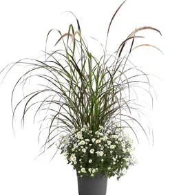 Herbst-Chrysantheme mit Gras, verschiedene Farben