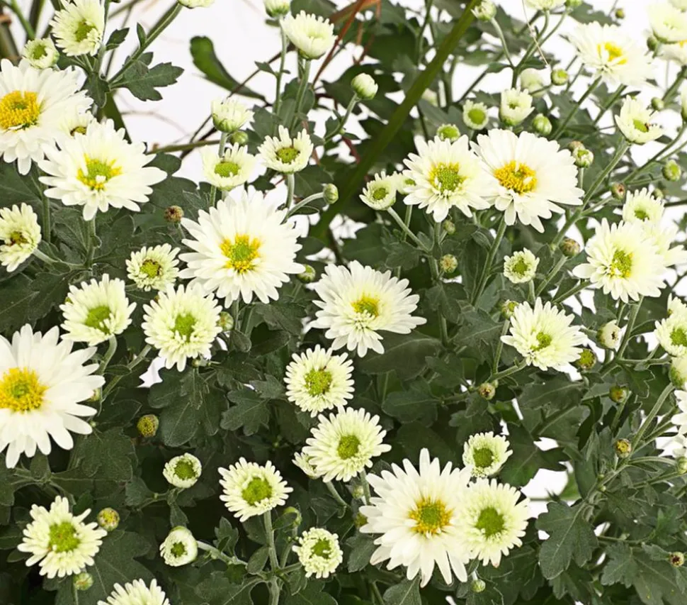 Herbst-Chrysantheme mit Gras, verschiedene Farben