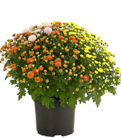 Herbst Chrysanthemen-Trio